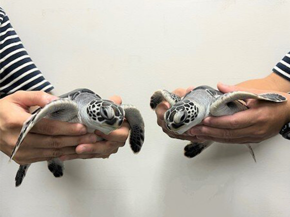 もうすぐ小笠原の海に還るハート（左）とロック（右）（2025年9月1日撮影）