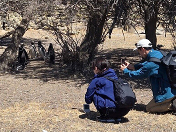 アルゼンチンでマゼランペンギンを視察するようす（2024年）