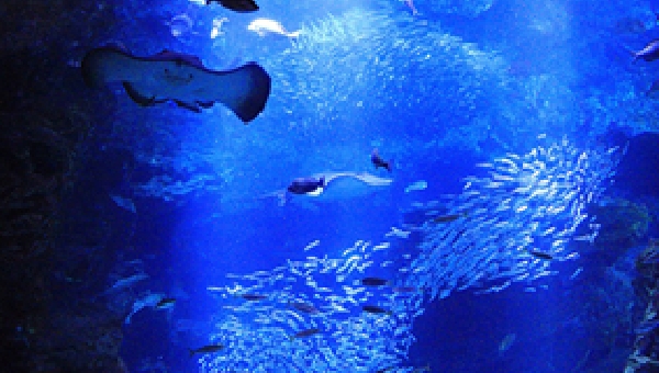 「京の海」大水槽(京都水族館)