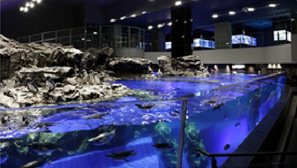 ペンギンプール(すみだ水族館)