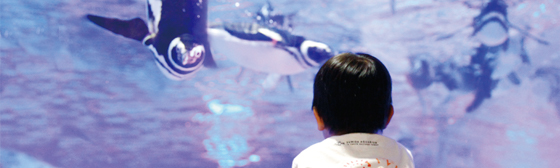 Aquarium operation business