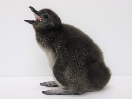 開業10年を迎えるすみだ水族館に10年連続で赤ちゃん誕生ペンギンの