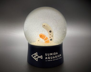 今年は11月11日の主役をめぐる