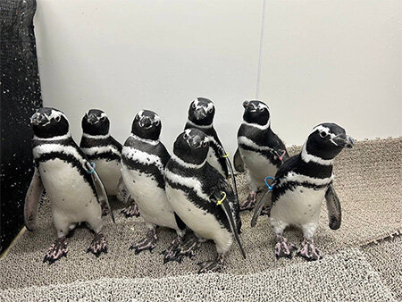 のとじま水族館からお預かり中のマゼランペンギンすみだ水族館でのお散歩を一般公開 | オリックス不動産株式会社
