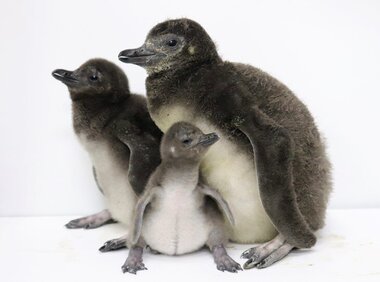 開業10年を迎えるすみだ水族館に10年連続で赤ちゃん誕生ペンギンの赤ちゃん、さらに2羽が仲間入り！今年は3羽が6月下旬以降にプールデビュー予定