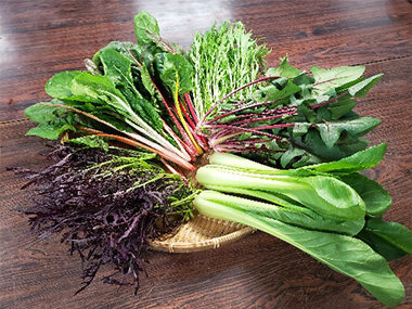 地域と連携し、食品残渣を堆肥化して野菜を育てる持続可能な「食品リサイクルプロジェクト」を推進