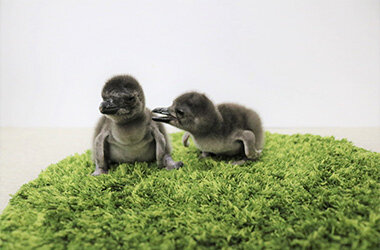 ペンギンの赤ちゃん、さらに2羽が仲間入り！
