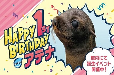 オットセイの「アテナ」が1歳に！公式イベント初登場「アテナ」のバースデーイベントを開催
