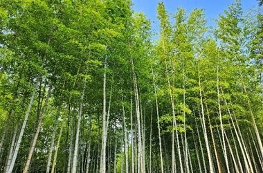 別府市在住の竹工芸家による別府温泉 杉乃井ホテルInstagram＆LINE 2次元バーコード刻印の竹工芸品展示