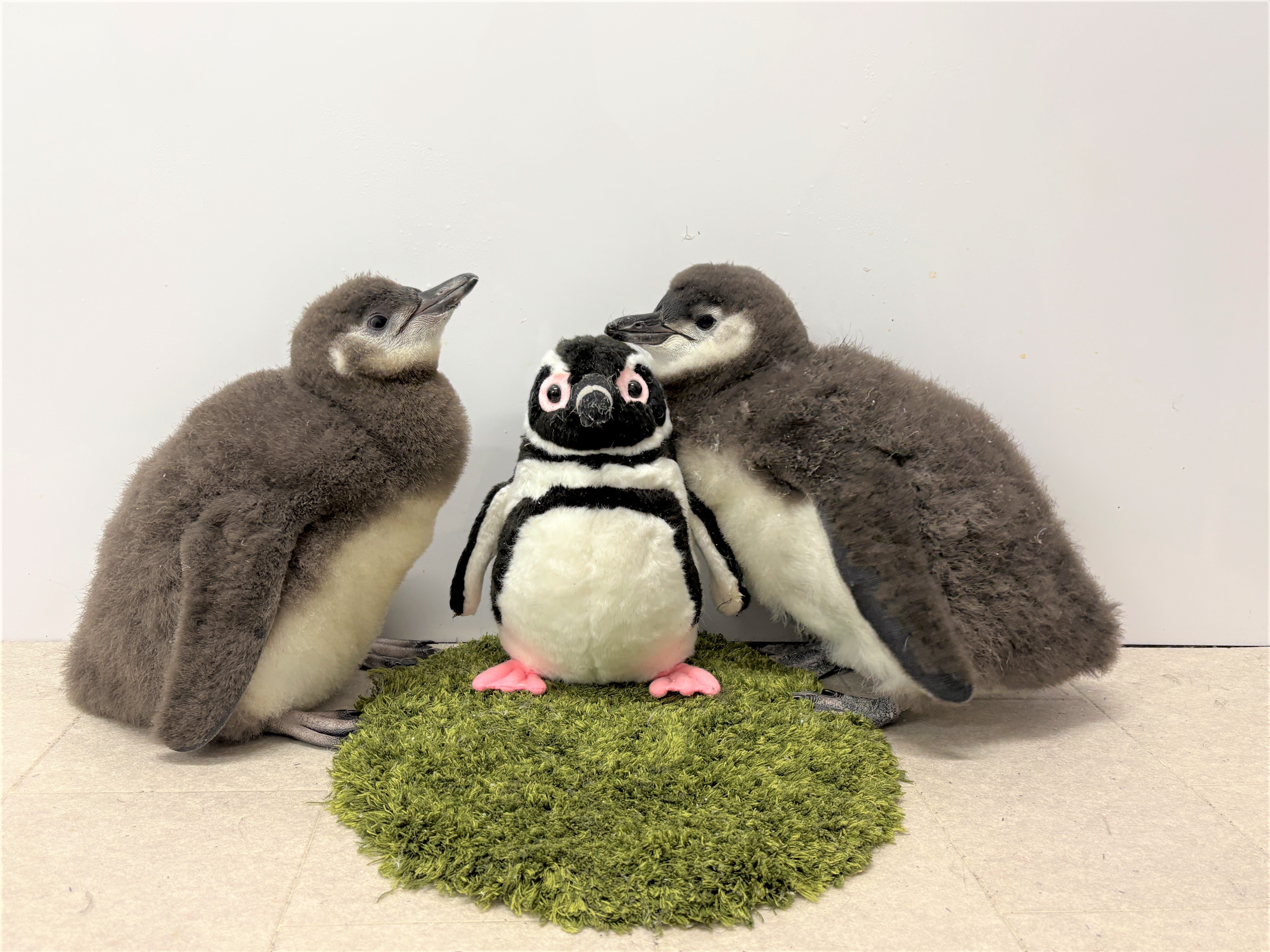 4月生まれのマゼランペンギンの赤ちゃん「あられ」と「つづみ」6月21日（土）と28日（土）にプールデビューが決定
