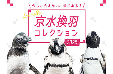 年に一度ペンギンの羽が生え変わる