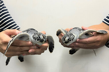 今年も小笠原諸島からやってくるアオウミガメの赤ちゃん2頭を9月13日（土）より公開