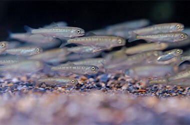 「育て！いくらちゃん2026」を開催