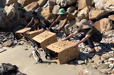 4月25日「世界ペンギンの日」記念ケープペンギンの生息地視察報告トークセッション開催