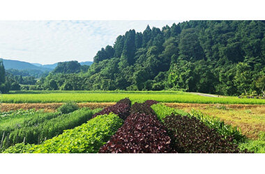 富山県産の紫蘇を使用したフレグランスで四季折々の香りを楽しむ空間演出を展開