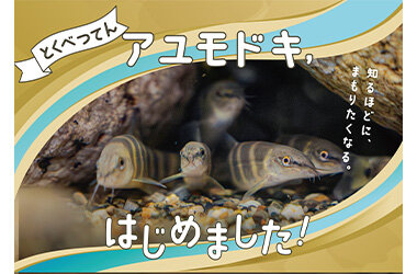 国の天然記念物を知る期間限定展示「アユモドキ、はじめました！」4月14日（火）開始