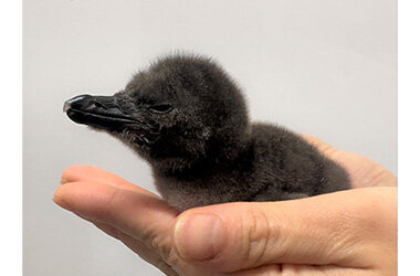 この春、新しいいのちが仲間入りマゼランペンギンの赤ちゃん「じんべえ」誕生!