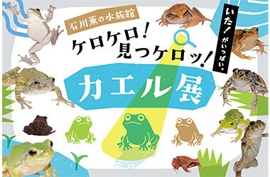 カエルを愛する飼育スタッフが企画をプロデュース「石川薫の水族館～ケロケロ!見つケロッ!カエル展～」