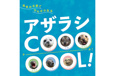 京都の夏はアザラシ展示でひんやり涼む!?「アザラシCOOOOOOL!」7月11日（土）スタート