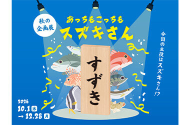 海水魚の「スズキ」が主役の初企画展「あっちもこっちもスズキさん」10月1日（木）スタート