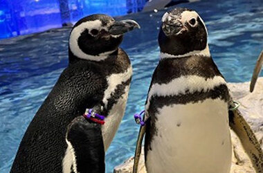 すみだ水族館が「登録博物館」に登録